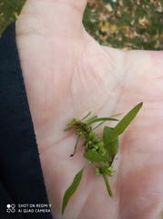 Rumex maritimus