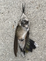 Archilochus colubris