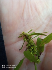 Rumex maritimus