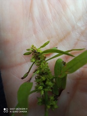 Rumex maritimus