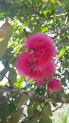 Syzygium malaccense
