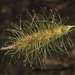 Carex erinacea - Photo (c) Claudio Maureira, algunos derechos reservados (CC BY-NC-SA), subido por Claudio Maureira