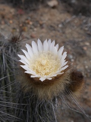 Eulychnia breviflora