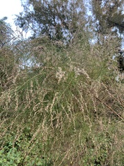 Eupatorium capillifolium image