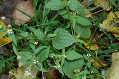 Galinsoga quadriradiata