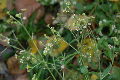 Galinsoga quadriradiata