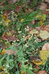 Galinsoga quadriradiata