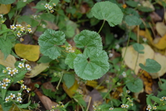Malva pusilla