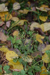 Erigeron canadensis
