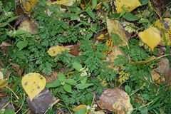 Anthriscus sylvestris