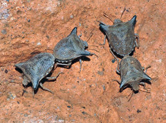 Ventocoris falcatus