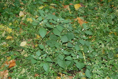 Solanum nigrum