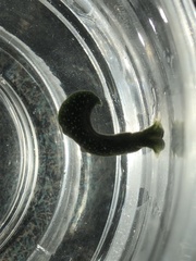 Elysia chlorotica