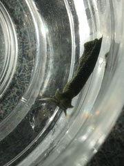 Elysia chlorotica