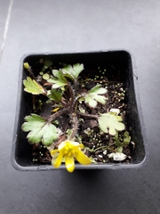Ranunculus callianthus