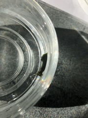 Elysia chlorotica