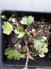 Ranunculus callianthus