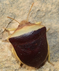 Ventocoris rusticus