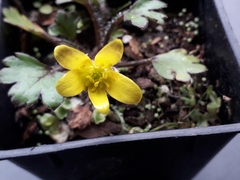 Ranunculus callianthus