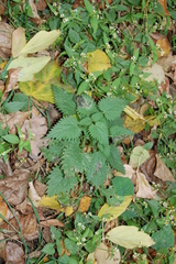 Urtica dioica