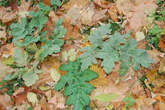 Heracleum sosnowskyi