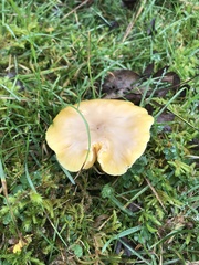 Hygrocybe quieta