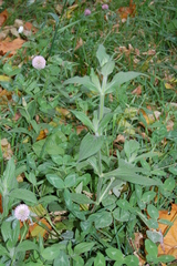 Silene latifolia alba