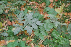 Heracleum sosnowskyi