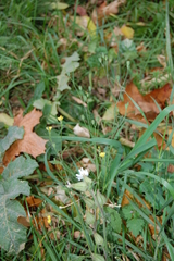 Lapsana communis