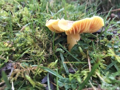 Hygrocybe quieta