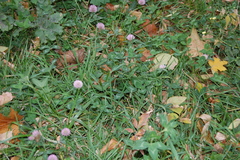 Trifolium pratense