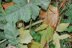 Heracleum sosnowskyi