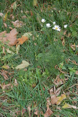Tripleurospermum inodorum