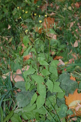 Lapsana communis
