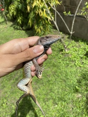Ameiva atrigularis
