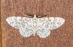Hymenomima umbelularia