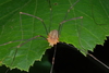 Canestrini's Harvestman - Photo no rights reserved, uploaded by Quentin Groom