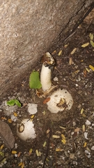 Itajahya galericulata