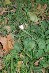 Leucanthemum vulgare
