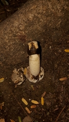 Itajahya galericulata