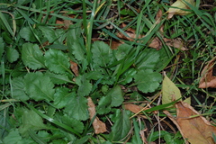 Leucanthemum vulgare
