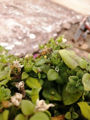 Apis mellifera