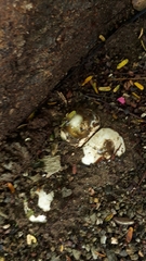 Itajahya galericulata