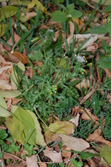 Senecio vulgaris