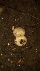 Itajahya galericulata