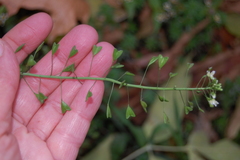 Capsella bursa-pastoris