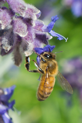 Apis mellifera