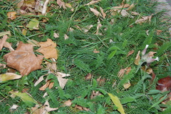 Achillea millefolium