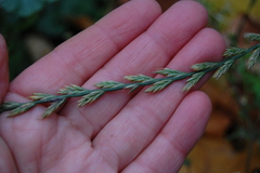 Lolium perenne