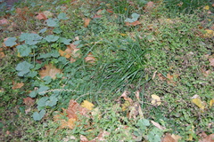 Lolium perenne